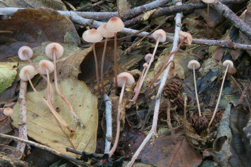 Mycena rosa (ma non rosea)